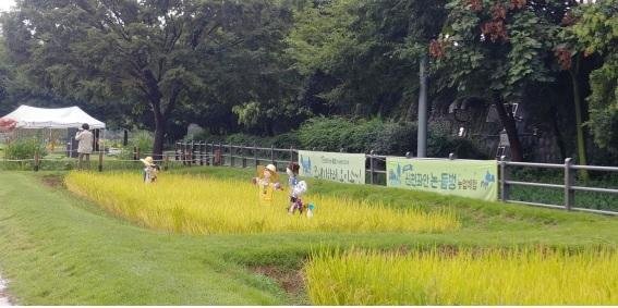 신천 둔치 좌안(동신교~수성교)에 조성된 논과 둠벙.