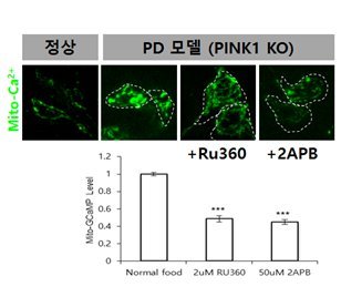 파킨슨병 모델 (PD, PINK1 KO)과 알츠하이머모델 (PAR-1)에서 나타나는 미토콘드리아 칼슘 증가 현상 및 화합물의 억제효과. 미토콘드리아 칼슘을 측정하는 녹색형광 (Mito-Ca2+, mito-GCaMP)을 통해, PD (A)와 AD 모델 (B)에서 미토콘드리아 칼슘이 증가됨을 확인하였으며, Ru360이나 2-APB와 같은 칼슘채널 차단제를 통해 미토콘드리아 칼슘이 억제됨을 확인.