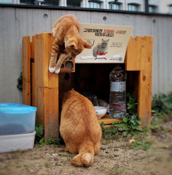 올라펫, 연세대 80여 마리 길고양이 위한 기부 활동 시작 - 뉴스 썸네일 이미지