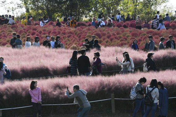 하늘공원 댑싸리와 핑크뮬리
