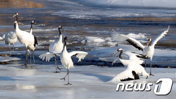 철새 생태관광 강조하며 뒤로는 '학(鶴)' 사육장 만들겠다는 울산시