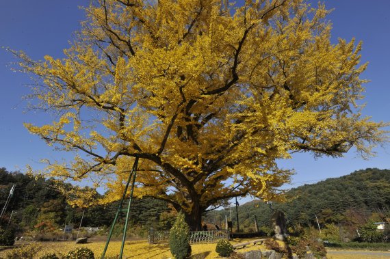 '포천 잣’에 담긴 은행나무 천년애