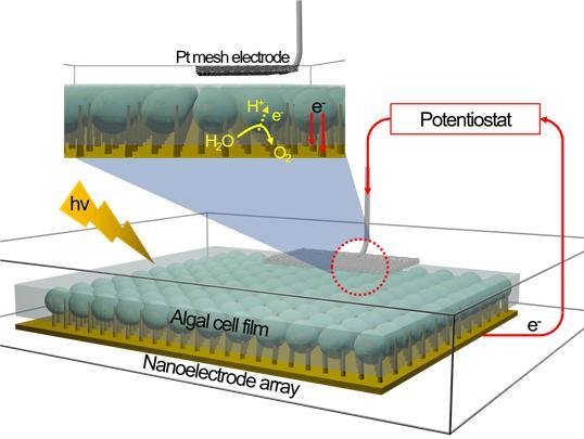 나노 전극이 삽입된 조류세포 필름 및 광합성 전자 추출 모식도 일련의 마이크로/나노 공정을 순차적으로 진행하여 대면적에 정렬된 나노 전극 어레이를 제작함. 나노 전극에 대량의 식물세포를 삽입하기 용이하도록 식물세포와 하이드로젤을 혼합하여 얇은 세포 단층 필름을 제작함. 이 후 나노 전극 어레이와 세포 필름의 간단한 샌드위치 공정을 통해 대량의 세포를 동시에 나노 전극에 삽입하고 빛을 조사함에 따라 발생하는 광합성 전류를 포텐시오스탯 장비를 이용해 측정함.