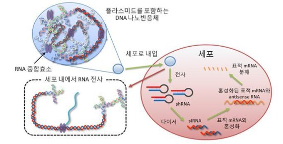 나노반응체에 의한 세포 내 RNA 간섭 과정 플라스미드 DNA를 포함하는 나노반응체가 세포 내로 내입되어 세포질 환경에서 나노반응체에 결합되어 있던 RNA 중합 효소가 활성화 되고, 이것을 통해 전사된 shRNA가 세포 내에 존재하는 다이서에 의해 siRNA로 잘려지고 이것이 표적 mRNA와 혼성화를 함으로써 RNA 간섭을 일으킨다.