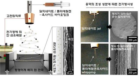 전기유체공정 모식도 및 용액에 따른 전기방사성 좌측 그림은 전기유체공정을 나타내며 평행하게 배열된 전극으로 인해 섬유가 배열되는 모습과 제작된 세포담지 섬유다발을 보여준다. 우측 그림은 순수 알지네이트(대조군)와 알지네이트/폴리에틸렌옥사이드(개발된 바이오잉크)가 전기유체공정으로 제작되었을 때 모습을 비교해 보여준다.