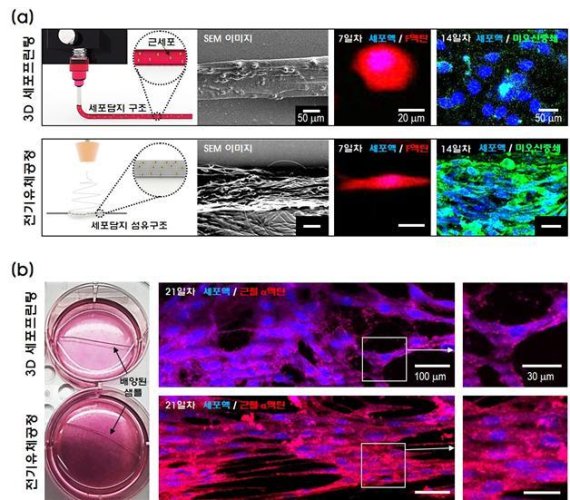 기존 3D세포프린팅 공정과 새롭게 개발된 전기유체공정 비교 (a)는 3D세포프린팅과 전기유체공정을 통해 제작한 지지체의 표면을 현미경(SEM)으로 관찰했다. 전기유체공정에서 (7일차)세포형상이 2.8배 늘어났고, (14일차)분화도가 2.6배 높다. (b)는 배양된 샘플에서 근섬유(근절 a-액틴)의 21일차 모습을 보면 개발된 전기유체공정에서 성숙한 분화도를 확인할 수 있다.