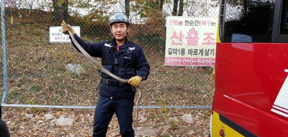 멸종위기 황구렁이 도심 출현