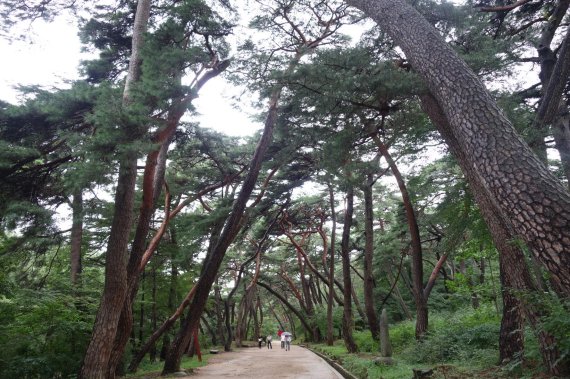 경남 양산 통도사 무풍한송길.