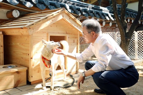 文대통령 "김정은 선물 풍산개 '곰이', 새끼 6마리 낳았다"