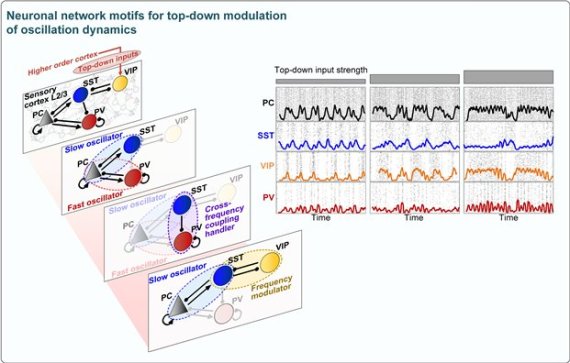 뇌파의 생성 및 변조를 담당하는 핵심 신경회로. 뇌파는 흥분성 뉴런과 여러 종류의 억제성 뉴런 사이의 복잡한 상호 작용을 통해 생성 및 변조 된다. 특히 흥분성 뉴런(pyramidal cell, PC) 과 SST 억제성 뉴런, VIP 억제성 뉴런으로 이루어진 중첩된 양성 및 음성피드백 (interlinked positive and negative feedback) 회로가 외부 영역에서 전달되는 입력의 크기에 따른 뇌파의 주파수 변조를 담당하는 핵심 구조임을 규명하였다.