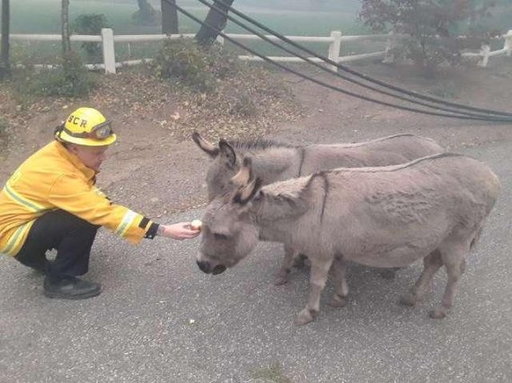 한 소방관이 산불을 피해 산에서 내려온 당나귀들에게 사과를 먹여주고 있다. 사진=Sacramento Fire Department