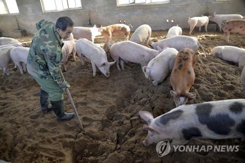 중국서 아프리카 돼지열병 확산 /사진=연합뉴스