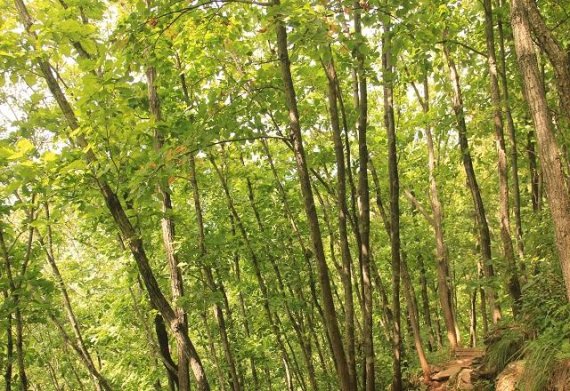 19일 북부지방산림청은 지난 3월부터 여의도 면적의 약 107배규모의 양평군과 춘천시의 산림 31천ha내 다양한 정보를 조사, 산림조사 결과에 따라 오는 2020년부터 10년 동안의 산림경영계획을 수립하게 된다 고 밝혔다.