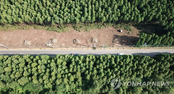 ‘경관 훼손’ 제주 비자림로 공사 재개…"대안은 우회도로"