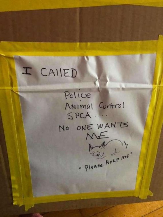 토끼가 버려진 상자 안쪽에는 '경찰과, 동물관리담당자, 동물보호단체에 연락했지만 아무도 날 원하지 않아요. 제발 도와주세요'라고 쓰여진 쪽지가 부착돼 있었다. 사진=Kylie McCloskey