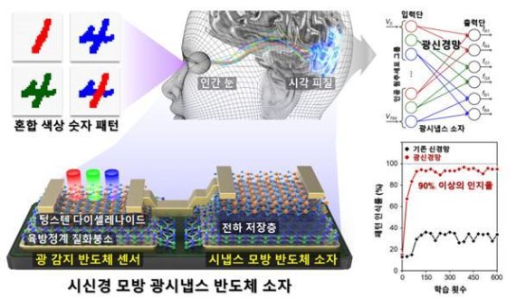 색상과 형태 동시 학습하는 시신경 모방 광시냅스 반도체 소자 개발