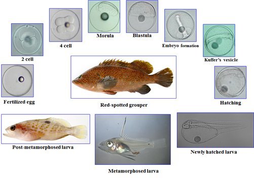 다금바리보다 귀한 제주산 ‘붉바리’, 중화권 수출 길 ‘활짝’