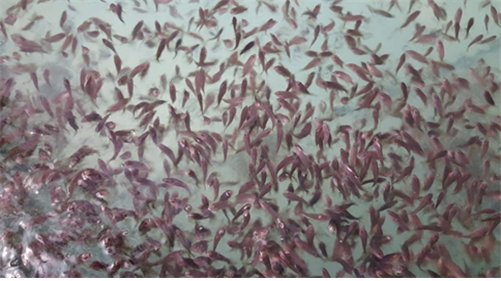 붉바리 발생 과정과 종자