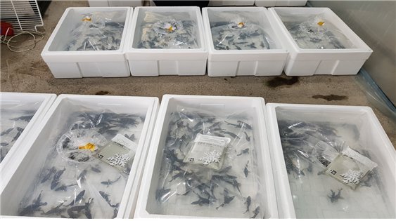 붉바리 종자 수출 포장