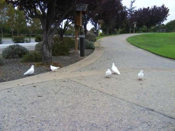 한 교회 행사에서 사용된 비둘기들이 길을 잃고 모여있다. 이들은 대부분 부상을 당하거나 포식자들의 먹잇감이 된다. 사진=Palomacy Pigeon & Dove Adoptions