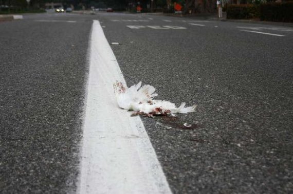 행사에서 사용된 비둘기가 길을 잃고 헤메이다가 로드킬을 당해 죽어있다. 사진=Palomacy Pigeon & Dove Adoptions