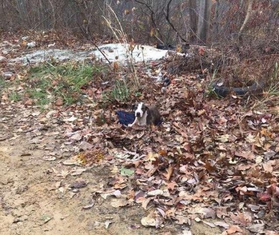 산속에 유기된 개가 낙엽 위에 앉아 구조를 기다리고 있다. 사진=Jace Rowe