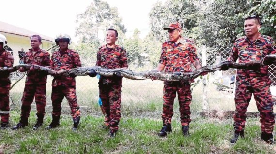 말레이시아에서 가족을 지키려 6m 크기의 거대한 비단뱀과 싸우다 숨진 개의 사연이 공개됐다.