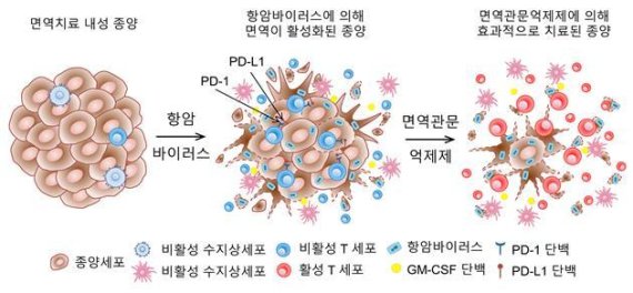 항암바이러스와 면역관문억제제의 병용 투여 효과 면역치료 내성 종양에 항암바이러스 치료를 하면 종양 내 T세포가 증가할 뿐만 아니라 PD-1, PD-L1과 같은 면역관문 단백질의 발현이 증가한다. 여기에 PD-1 면역관문억제제를 동시에 투여하면 강력한 치료 반응을 보인다.