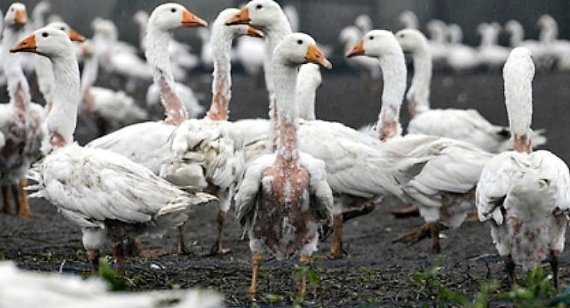 겨울철 패딩에 사용할 깃털이 떼인 거위들의 참혹한 모습. /사진 출처=동물 보호단체 페타