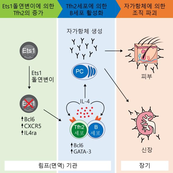 Ets1 돌연변이에 의한 루푸스 발병 모식도. 이번 연구에서 연구진은 아시아계 루푸스 환자에게서 많이 발견되는 Ets1 유전자 변이에 주목했다. 생쥐를 대상으로 동물 실험을 한 결과, 연구진은 Ets1 유전자 변이에 의해 루푸스 발병이 아래와 같은 과정으로 진행됨을 확인했다. Ets1 유전자가 면역 T세포 내 변이가 일어나면 도움 T세포의 일종인 Tfh2 세포를 유도하는 유전자들이 자발적으로 발현되기 시작한다. 그 결과, Tfh2 세포가 급진적으로 증가되고 새로 분화된 Tfh2 세포가 B세포를 활성화시킨다. Tfh2 세포의 증가와 