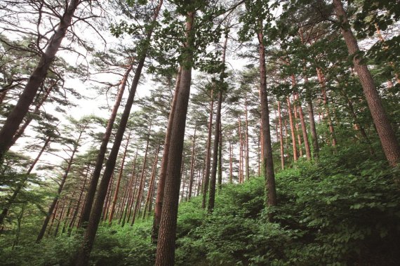 강원도 강릉 어흘리 대관령 소나무숲 전경.