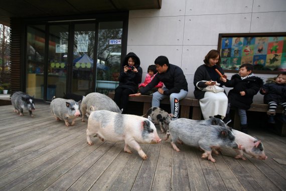 먹이통 두드리는 소리에 축사에서부터 달려나온 돼지들