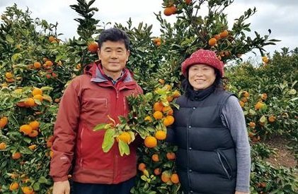 제주감귤 명품 브랜드 ‘불로초’ 노지 재배 성공