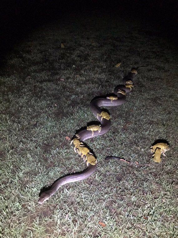 거대한 비단뱀 등에 탄 '히치하이커' 두꺼비들