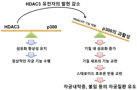 HDAC3 유전자 발현 감소에 의한 자궁질환 발병 모식도