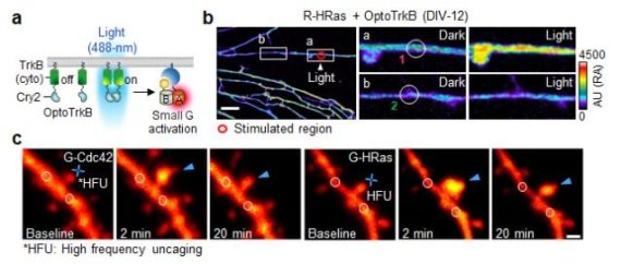 그림3. 신경세포와 쥐 조직 내 마이크로 단위 단백질 관찰
