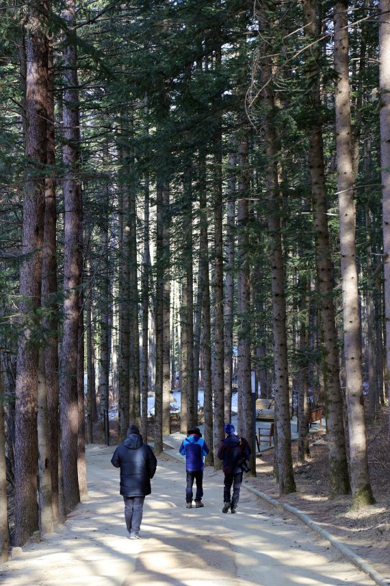 여행객들이 자연체험학습장 밀브릿지의 전나무 숲길을 따라 방아다리약수터로 가고 있다.