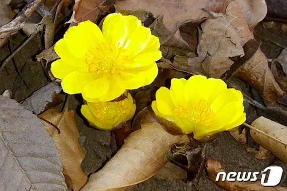 21일 강원 동해시청 인근에 위치한 찬물내기(냉천) 공원 곳곳에서 봄꽃 소식을 가장 먼저 알려주는 복수초가 겨울철 찬바람을 이겨내고 아름다운 자태를 드러내고 있다. (동해시 제공) 2019.1.21/뉴스1 © News1