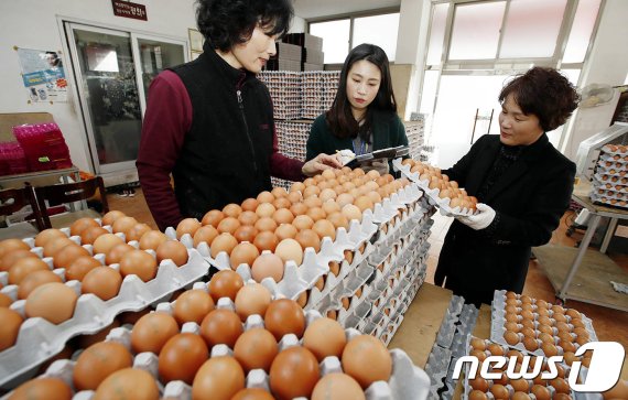 지난 9일 광주 북구 말바우시장 내 식용란수집판매업소에서 북구청 시장산업과 직원들이 설명절을 앞두고 달걀의 위생상태와 유통기한, 불량 달걀 등에 대해 지도점검을 하고 있다.(광주북구청 제공) 2019.1.9/뉴스1 © News1