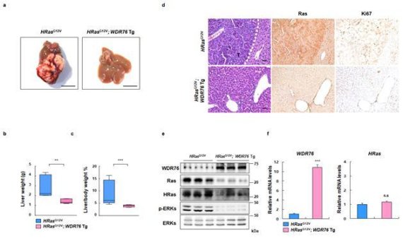 발암형 라스 돌연변이에 의해 유도된 쥐의 간암이 WDR76 형질전환 쥐와의 교배를 통해 억제 되며, 이때 라스 단백질의 분해와 그 하위단계인 ERK 활성정도 감소가 동반됨을 확인했다. 사진=한국연구재단