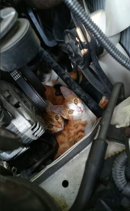 ▲ 고양이들이 추위를 피해 자동차 엔진룸에 들어가 있다 / 사진=트위터 @Loliso1839 제공