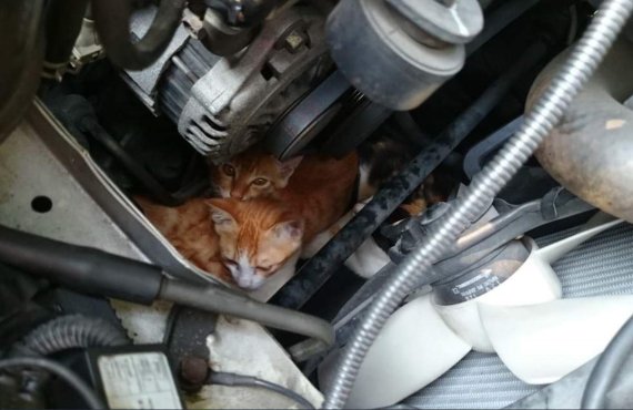 ▲ 고양이들이 추위를 피해 자동차 엔진룸에 들어가 있다 / 사진=트위터 @Loliso1839 제공