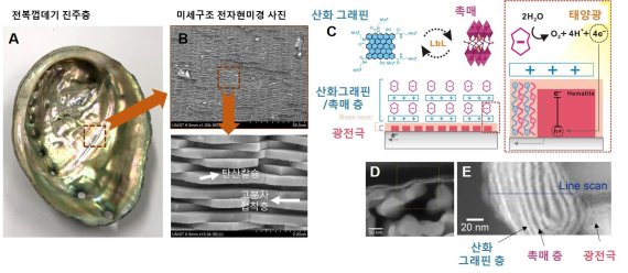 전복껍데기 형상을 모방 인공광합성 소재 개발