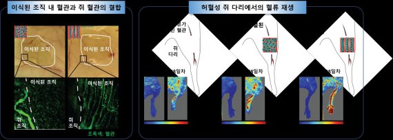 인공혈관 조직의 치료 효능 세포가 정렬이 되지 않은 인공 조직이 실험용 쥐에 이식되면 쥐 혈관과 결합이 되지 않았지만, 세포가 정렬된 인공 조직이 이식되면 실험용 쥐의 혈관과 결합이 되었다. 세포가 정렬된 조직을 이식하면 정렬되지 않은 조직을 이식했을 때보다 다리의 손상이 현저히 감소했으며 혈류 공급이 빠르게 회복되었다.