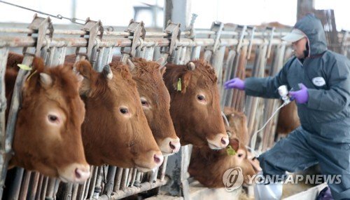 안성시 구제역 확진…위기경보 '주의'→'경계' 격상