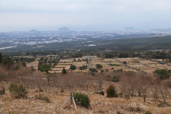 한라산둘레길 동백길