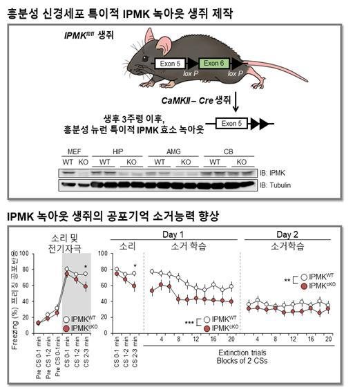 공포기억의 소거를 조절하는 효소 발견