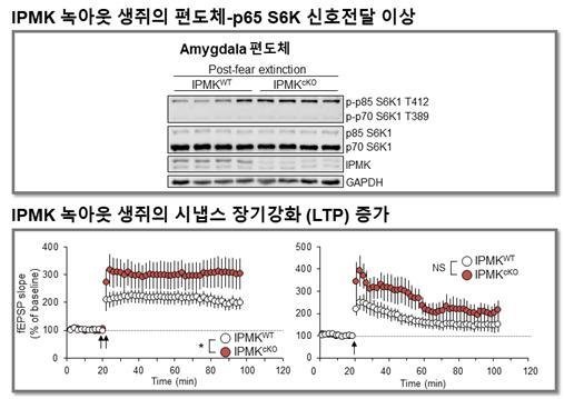 공포기억의 소거를 조절하는 효소 발견