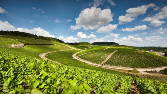 부르고뉴지역에서 명품 와인을 생산하는 시모네 페브르 와이너리의 포도밭