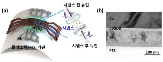 (a) 플라스틱 기판 위에 제작된 유연 멤리스터 시냅스 소자 모식도. (b) 유연 멤리스터 시냅스 소자 단면 고해상도 투과전자현미경 이미지.